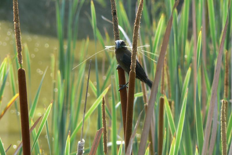 07 REGIONE DEL MPUMALANGA Mthetomusha Game Reserve